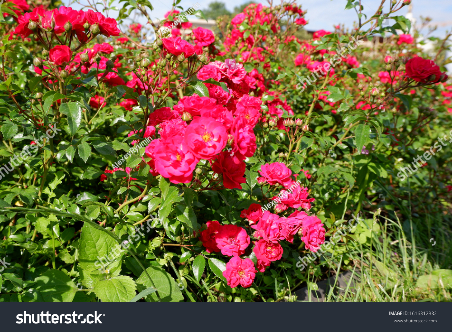 Several fresh pink blooming roses on rose bush close up view