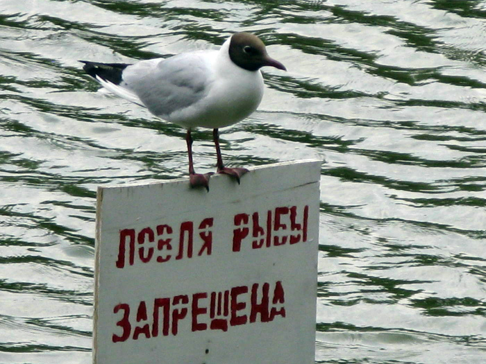 А я буду ловить!