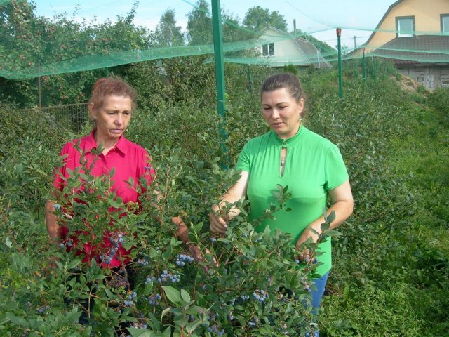 Голубика высокорослая: выбор почвы, правильная посадка и уход садоводство