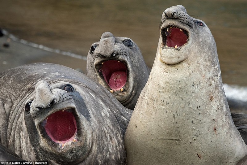 Три оперных певца 2017, Comedy Wildlife Photography Awards, забавные животные, смешные животные, уморительные, фотографии животных, фотоконкурс, фотоконкурсы. природа