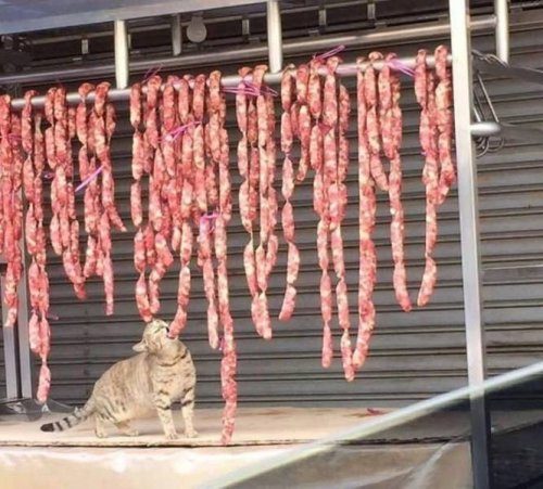 Фотоприколы на любой вкус и цвет 