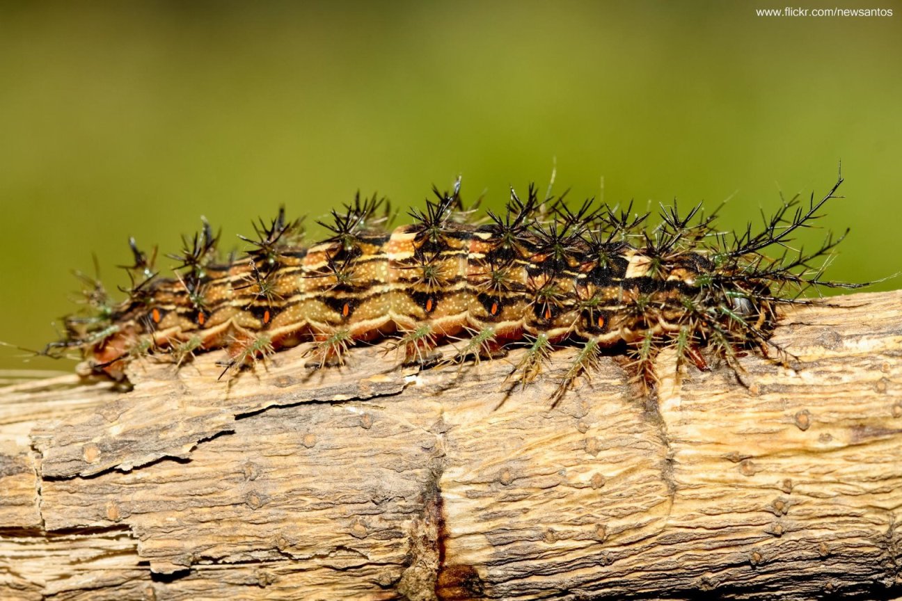 10 уникальных смертоносных животных биология,животные,животный мир,наука