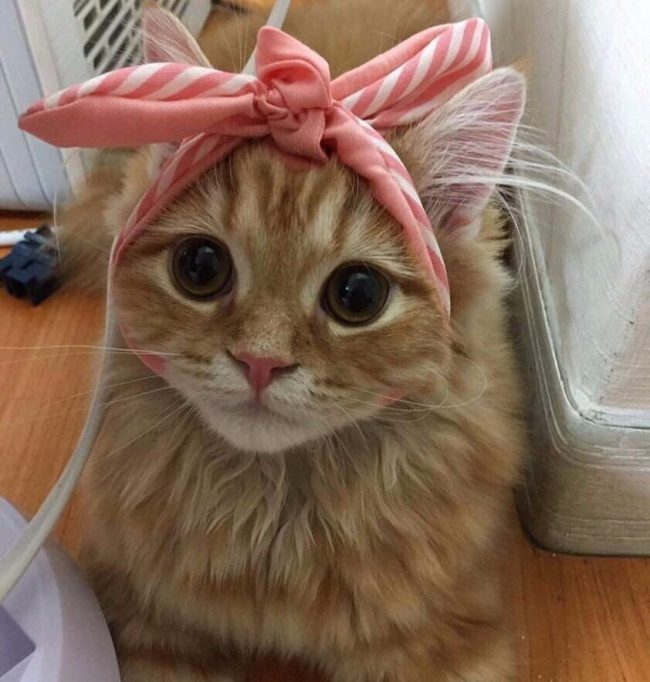 Животные, в которых вы узнаете себя
