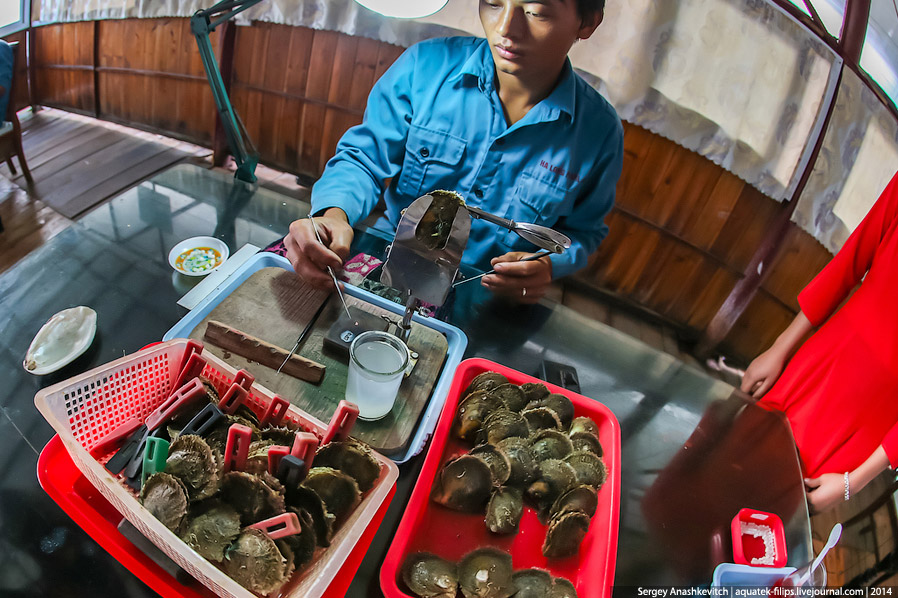 Как во Вьетнаме добывают жемчуг