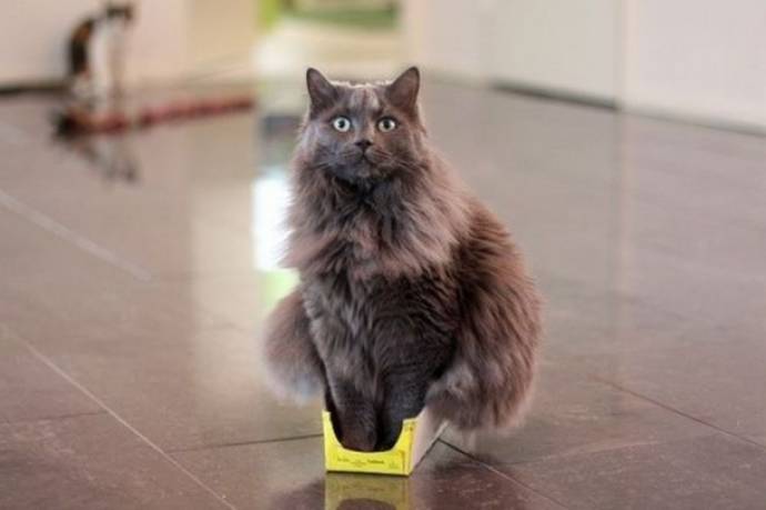 20 забавных примеров железной кошачьей логики домашние животные,наши любимцы