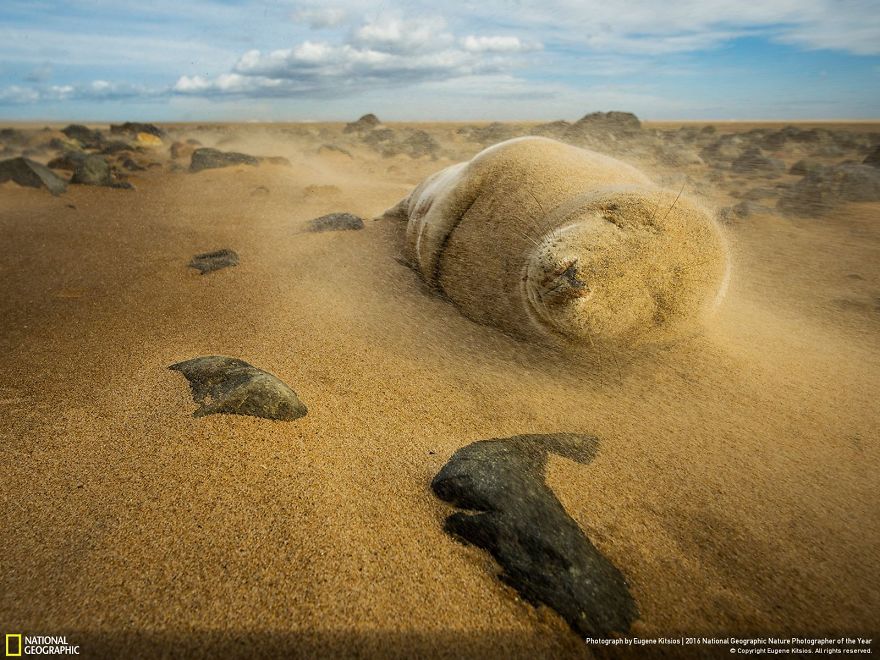 Молодой длинномордый тюлень во время песчаной бури.