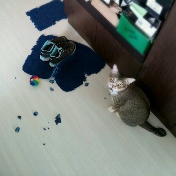 Солянка из прикольных картинок и веселых фотографий с надписями 