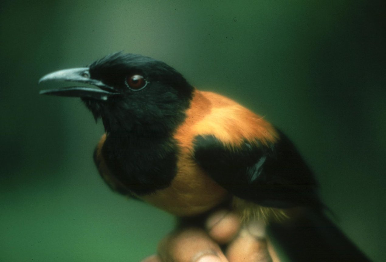 10 уникальных смертоносных животных биология,животные,животный мир,наука