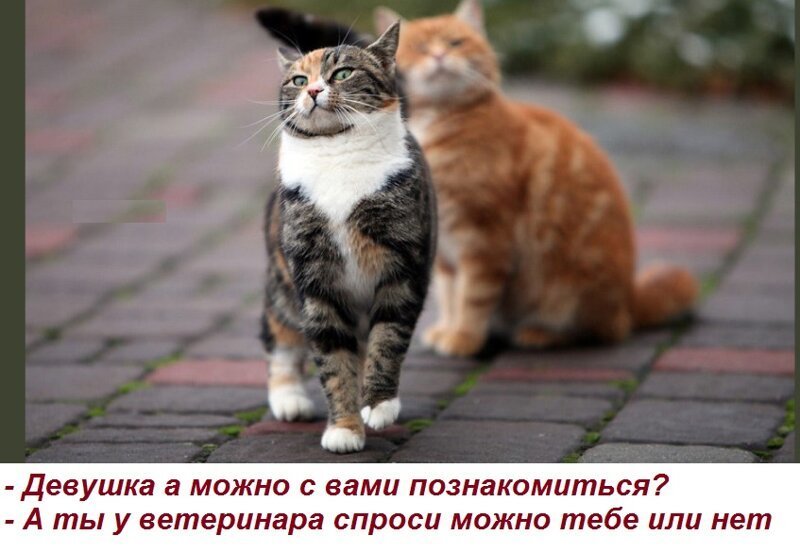 Картинки я подумаю обидеться или нет