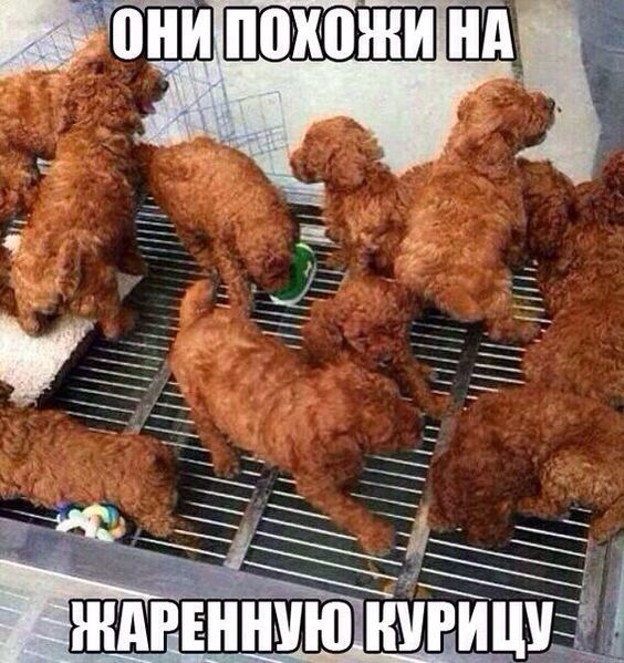 Юмористические жизненные ситуации в картинках Юмористические жизненные ситуации в картинках