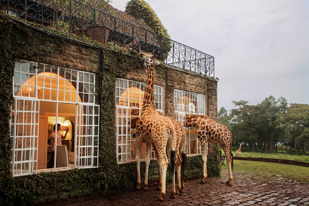 Завтрак с жирафом Ротшильда, жирафов, жирафы, приходят, жирафами, всего, могут, отеля, дикой, книгу, Красную, Международную, сердце, жираф, стиле, который, ногах, основателем, может, Вальтера
