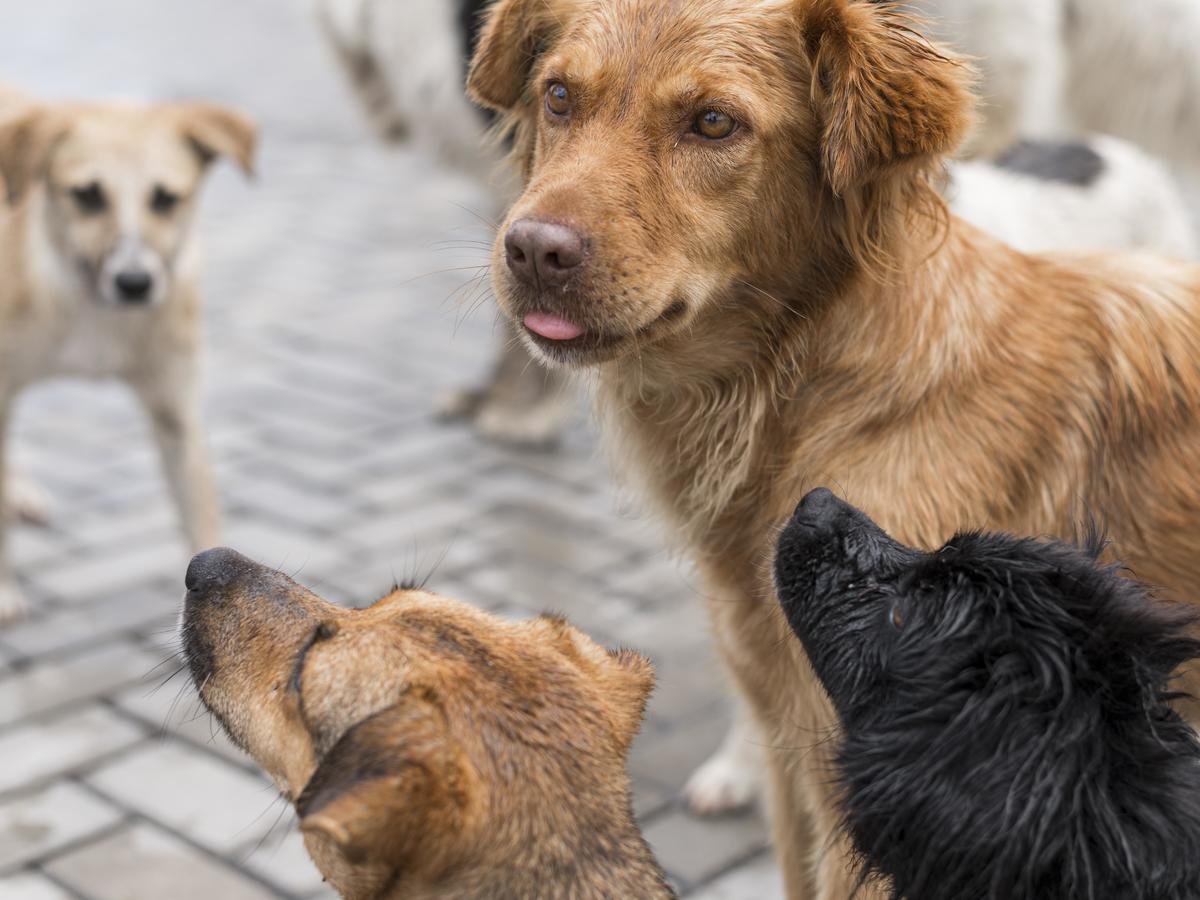 В кузбасском городе две собаки напали на детей