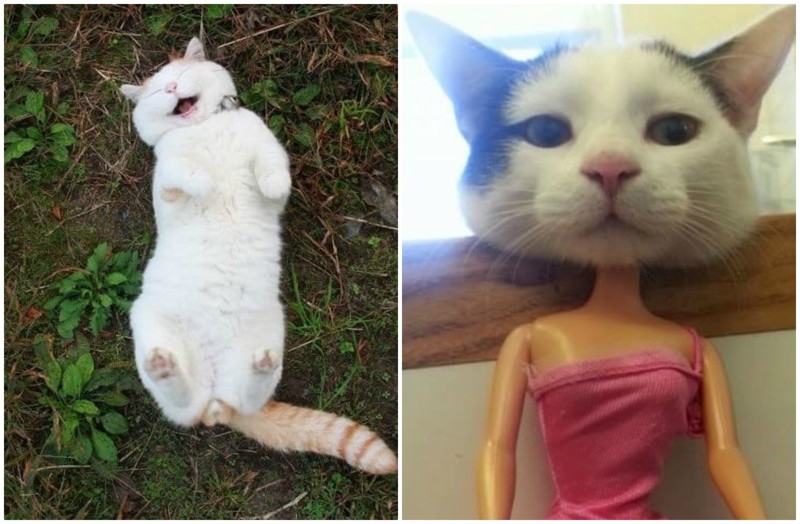 Лето по-кошачьи коты, лето, фото, юмор