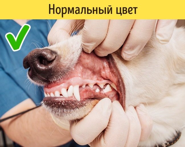 Какие признаки указывают на то, что питомца надо срочно показать ветеринару