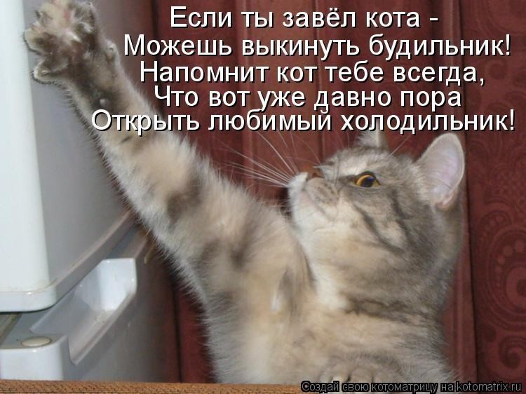 Что там в холодильничке животные, кот, холодильник