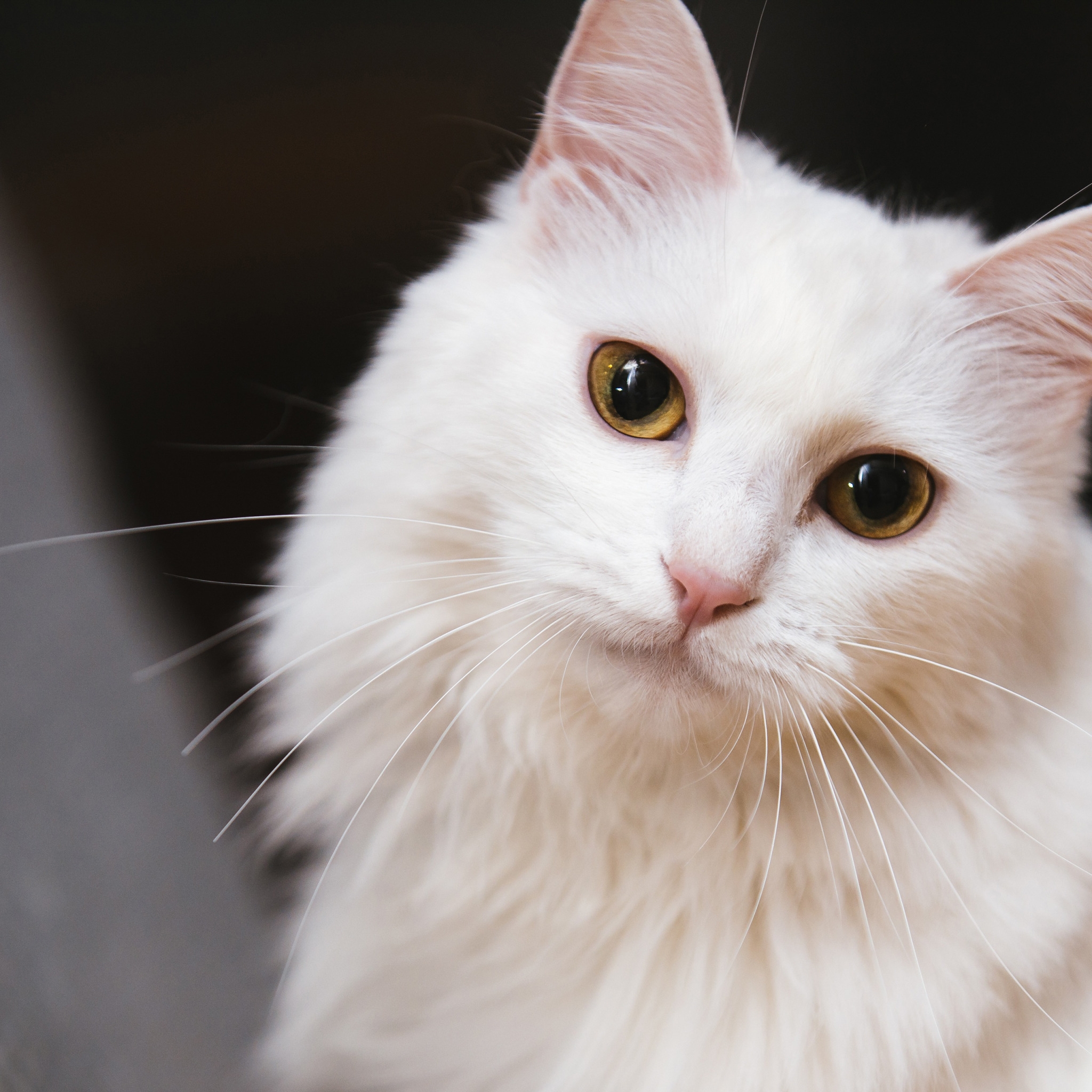 РОДСТВО ДУШ