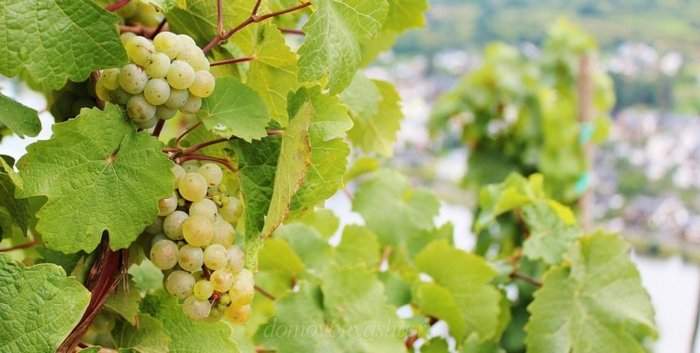 Как сделать виноградное вино из винограда в домашних условиях
