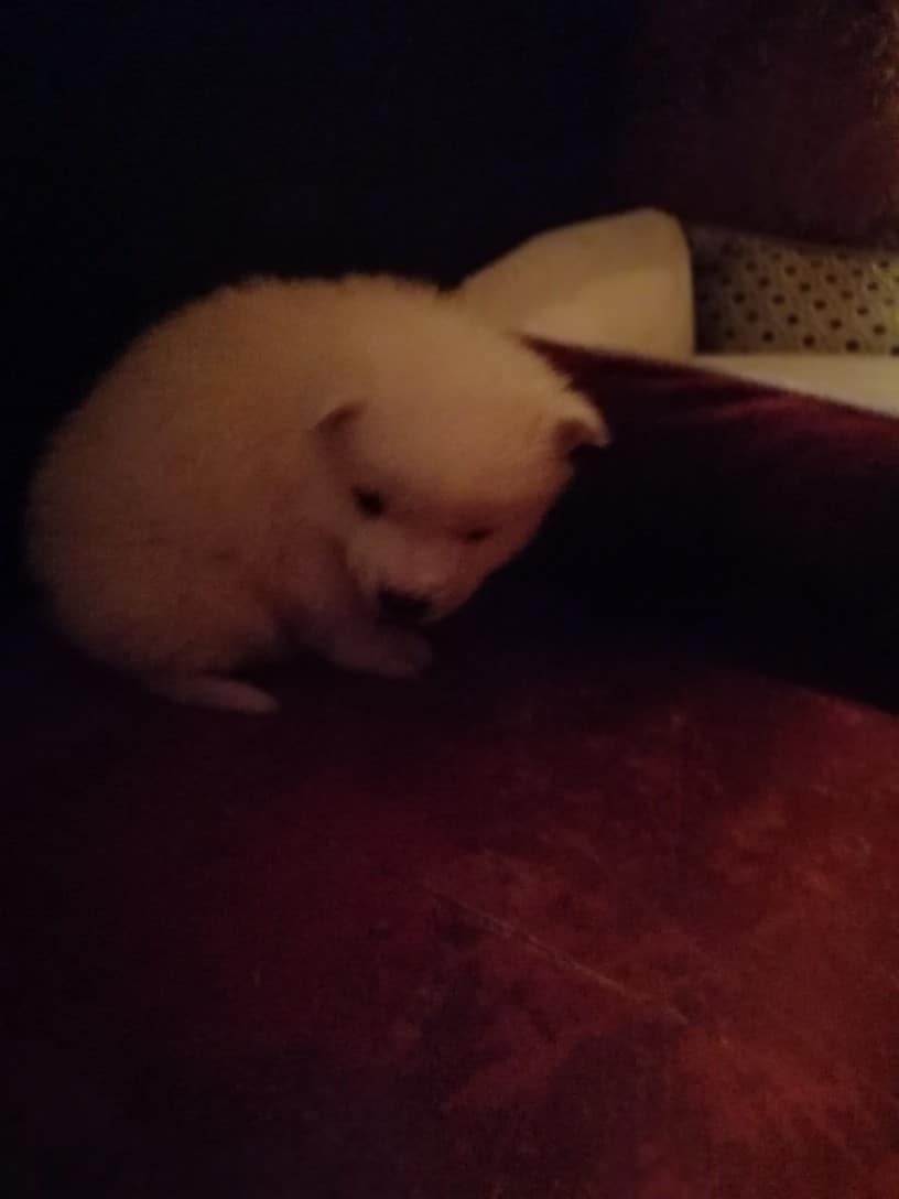 белый щенок