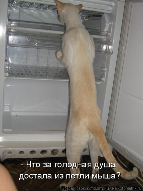 Лучшая котоматрица недели (16 фото)