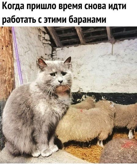 Юмористические жизненные ситуации в картинках Юмористические жизненные ситуации в картинках