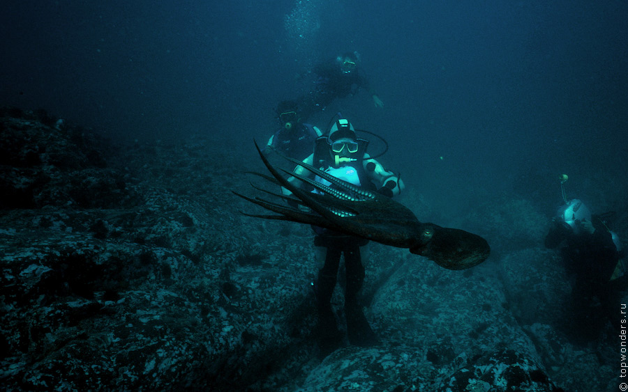 Дайвинг в Приморье, встречи c гигантским тихоокеанским осьминогом Дайвинг в Приморье, встречи c гигантским тихоокеанским осьминогом заграница,отдых