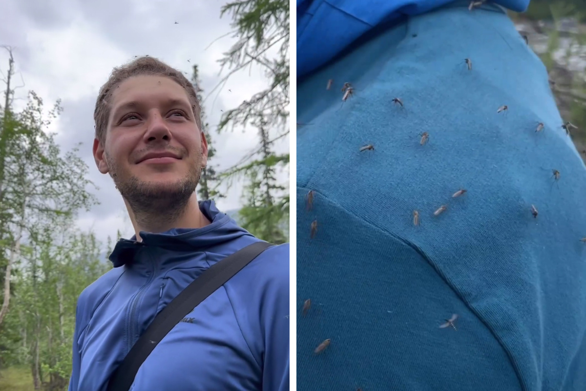 Красноярский фотограф попал в облако комаров на плато Путорана