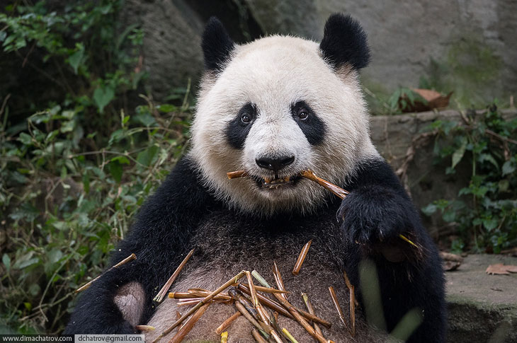 Прогулка по крупнейшему питомнику панд в мире