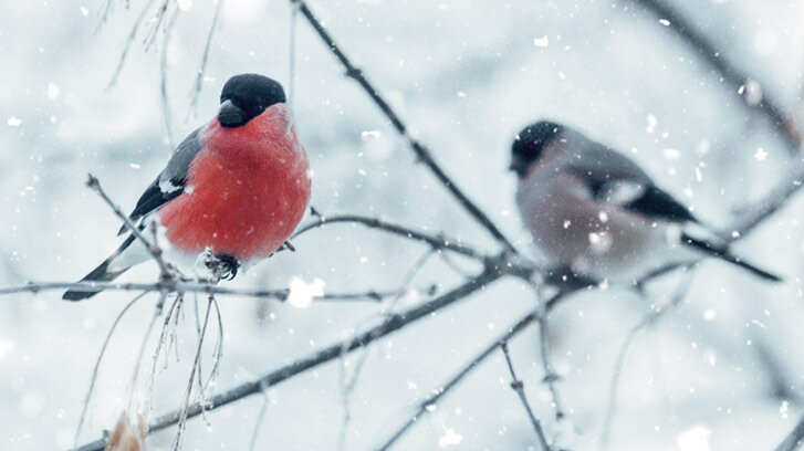 Зимовка в городе: как помочь птицам пережить холода