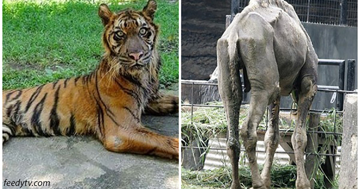 Это место считается ″самым жестоким зоопарком в мире″, и именно поэтому его нужно немедленно закрыть животные,зоопарк,Индонезия