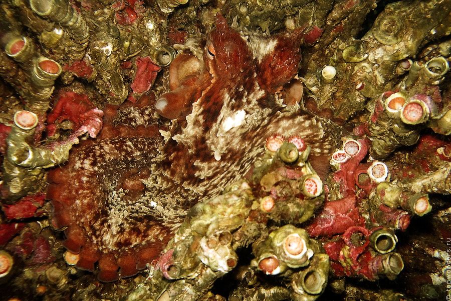 Дайвинг в Приморье, встречи c гигантским тихоокеанским осьминогом Дайвинг в Приморье, встречи c гигантским тихоокеанским осьминогом заграница,отдых