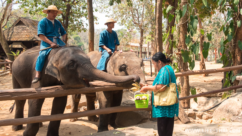Кормление слонов в заповеднике в Таиланде
