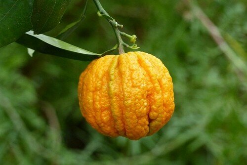 Горький апельсин - один из прародителей лимона. Фото: из открытых Интернет-источников