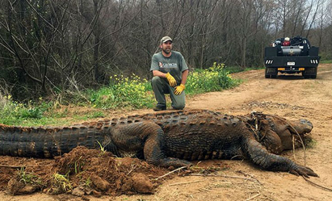Огромный крокодил бьет все рекорды размеров метров, удалось, крокодила, Рейнджерам, спокойнее, будет, крокодилу, ученые решили, местные, защите, наблюдении, нуждаются, экземпляры, маячок, Такие, редкого, выследить, попросили, реальность Рейнджеров, верит