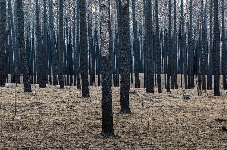 шорт лист конкурса Earth Photo 2018 20