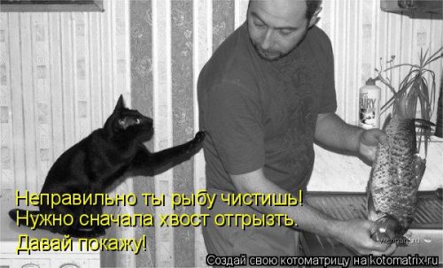 Новая котоматрица (21 фото)