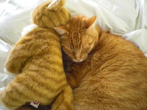 Милые животные и мягкие игрушки 