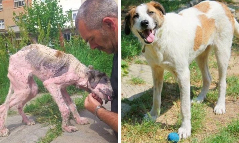 15. Больной бездомный пёс полностью преобразился после того, как это болгарская пара забрала его к себе и назвала Калиси. Теперь он довольная собака в мире, добро, истории, люди, позитив, фото