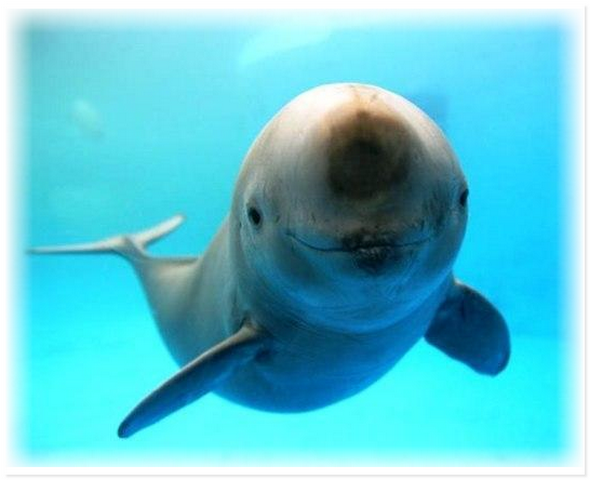 Улыбающиеся животные дарят минутку позитива людям Улыбающиеся животные дарят минутку позитива людям не всё так грустно