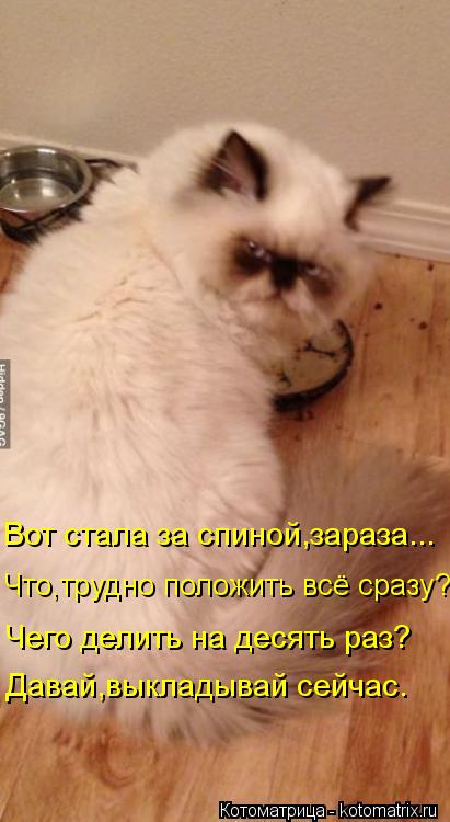 Котоматрица: Вот стала за спиной,зараза... Что,трудно положить всё сразу? Чего делить на десять раз? Давай,выкладывай сейчас.