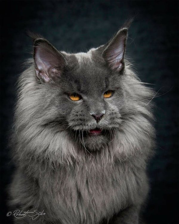 Американская енотовая кошка Maine Coon