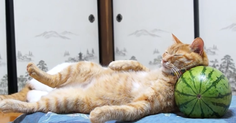 Картинки кошки отдыхают