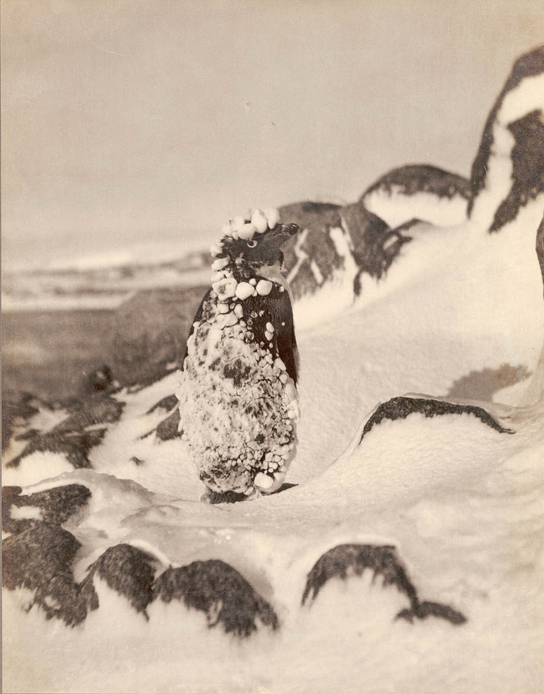 Первая Австралийская антарктическая экспедиция в фотографиях Фрэнка Хёрли 1911-1914 54