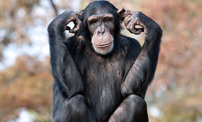 Ученые наблюдали за обезьянами и поняли, что начали понимать их движения. У человека и приматов одинаковый язык жестов жестов, приматов, шимпанзе, видео, Зоологи, человек, понимает, большую, часть, языка, Ученые, провели, эксперимент, показали, людям, общаются, стороны, удивительное, Волонтеры, ответили