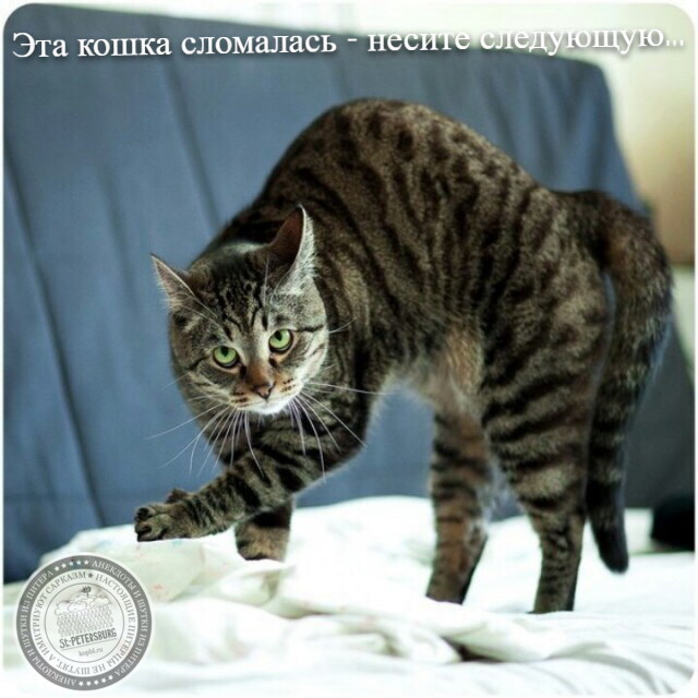 Кот