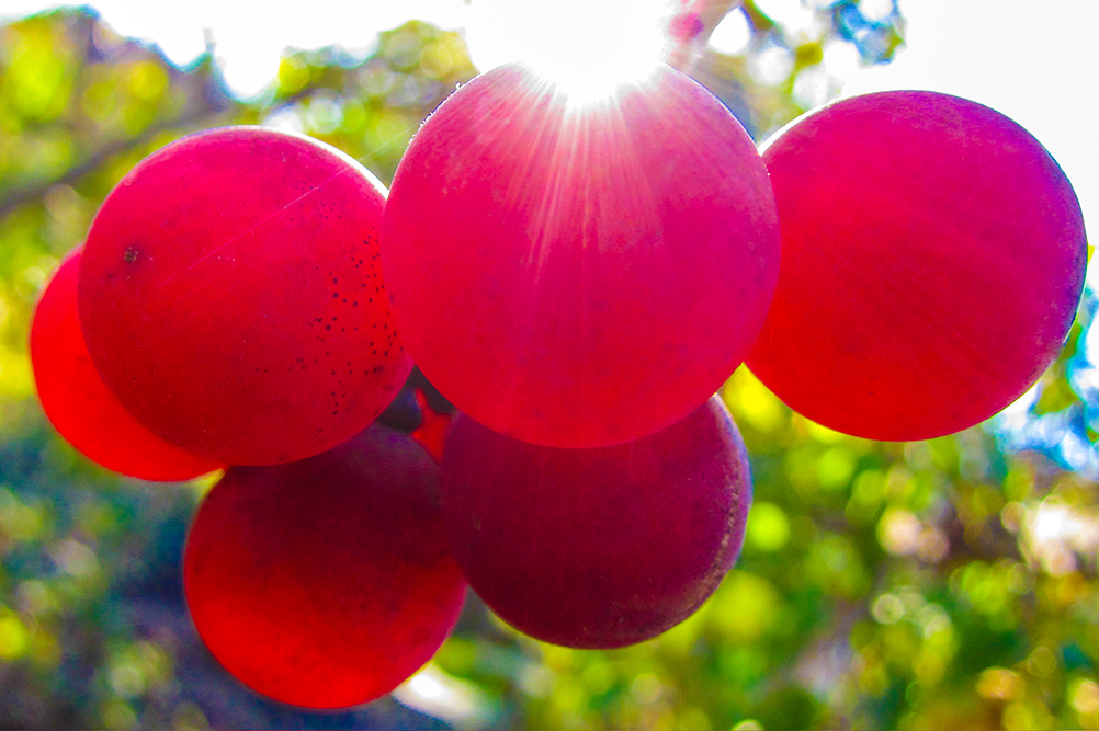 Рубиновый виноград
