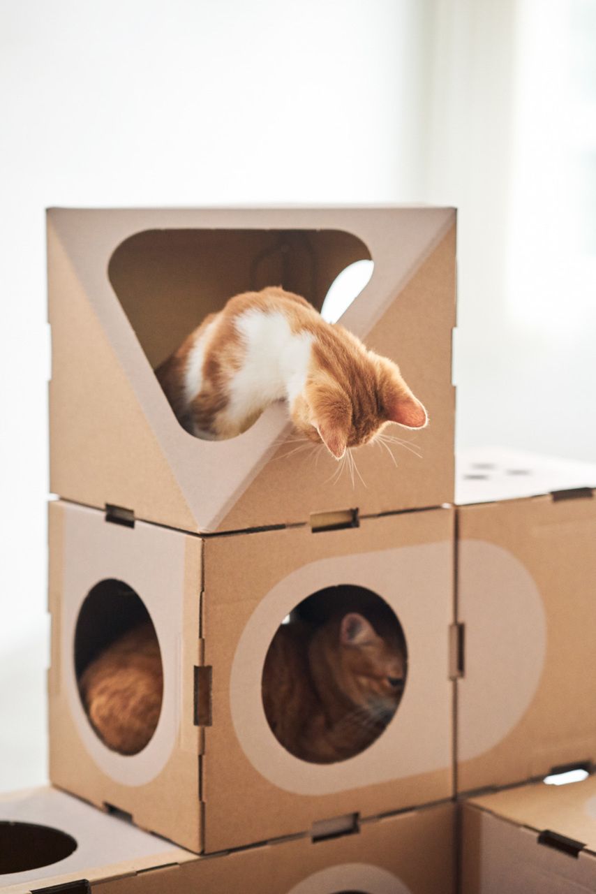 Квартирные идеи для кошек: 36 идей доказать, что они - члены вашей семьи домашний очаг,животные,кошки