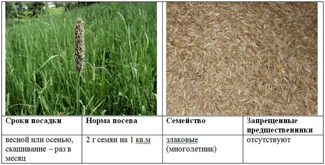 Тимофеевка луговая фото аллергия