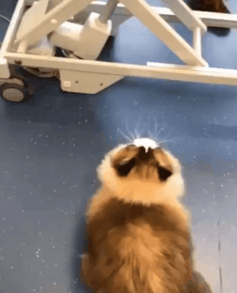 Подборка гифок Подборка гифок смешные картинки