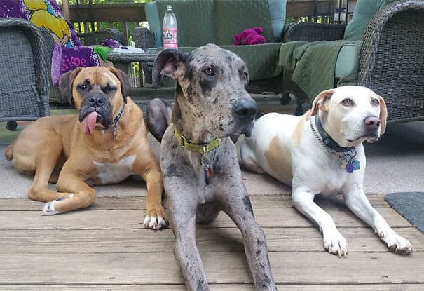 living-with-multiple-pets-303-59ba7f8b8b5a8__605