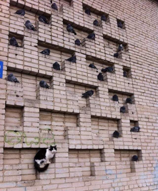 Они смогли влиться в новый коллектив и замаскироваться. Подборка смешных фото Они смогли влиться в новый коллектив и замаскироваться. Подборка смешных фото